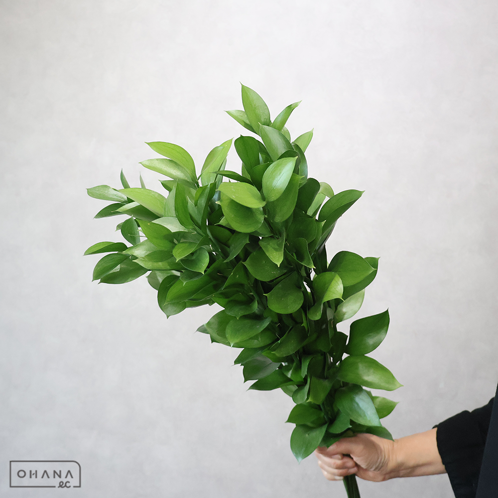 丸葉ルスカス　 70cm
