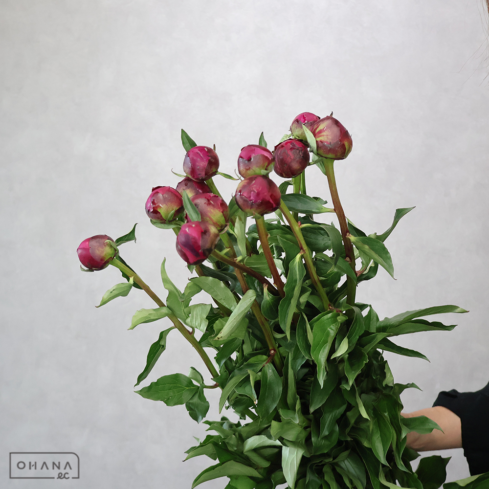 シャクヤク　恋唄　秀 80cm  ■発送時は75cm以下にカット
