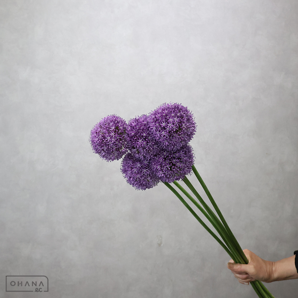 アリウム  アーリーセンセーション　70cm  ※5本束