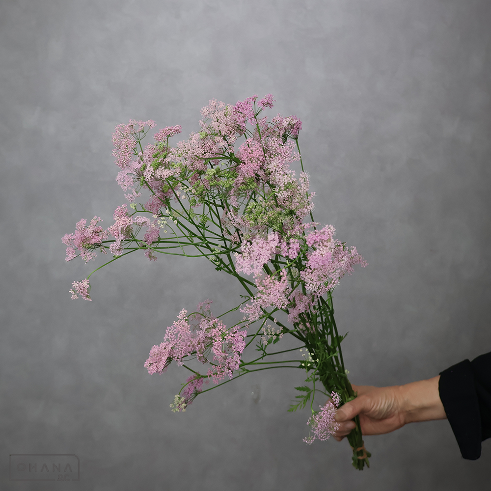 レースフラワー ピンピネラ　ロゼア　秀L60cm