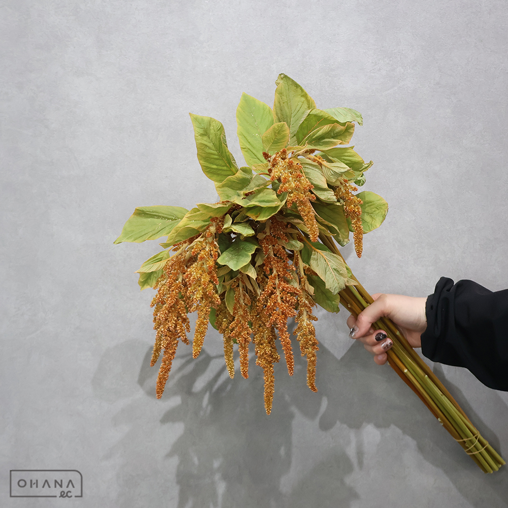 アマランサス  ホットビスケット　秀60cm