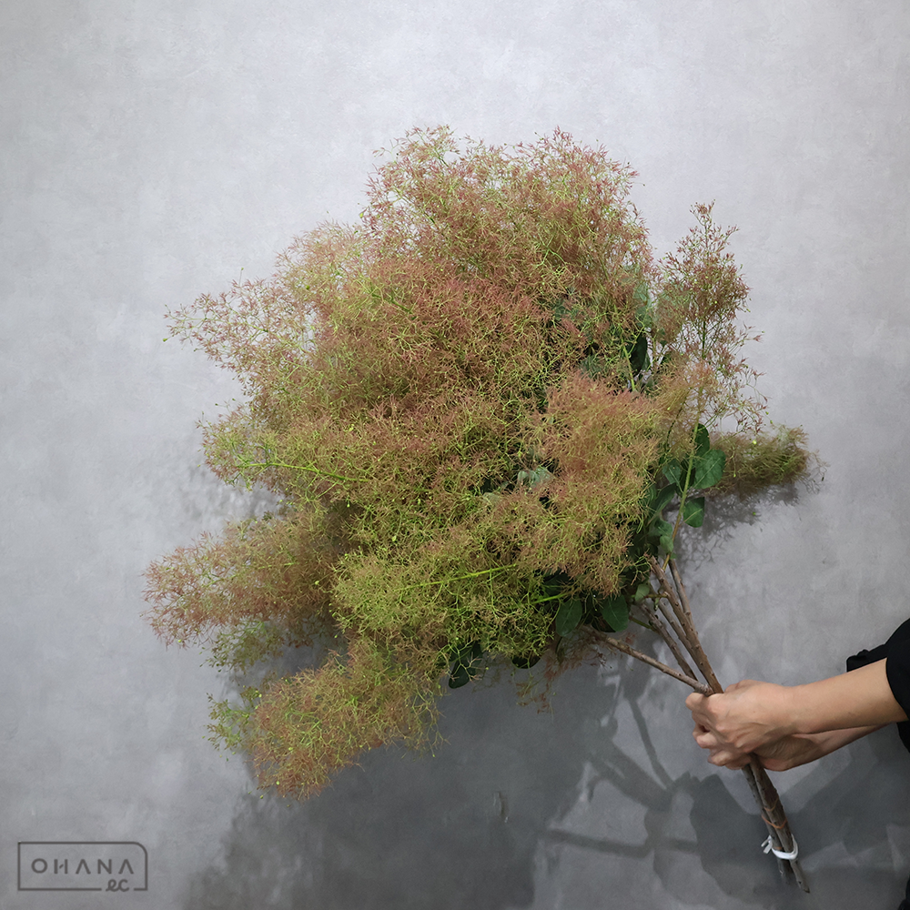 スモークツリー　100-90cm ■発送時は90cm以下にカット（横箱配送）