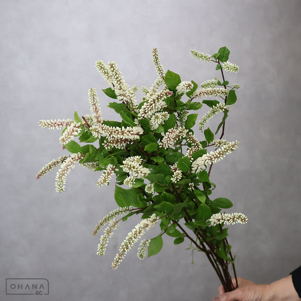 姫リョウブ　Ｒ　80cm ■発送時は75cm以下にカット