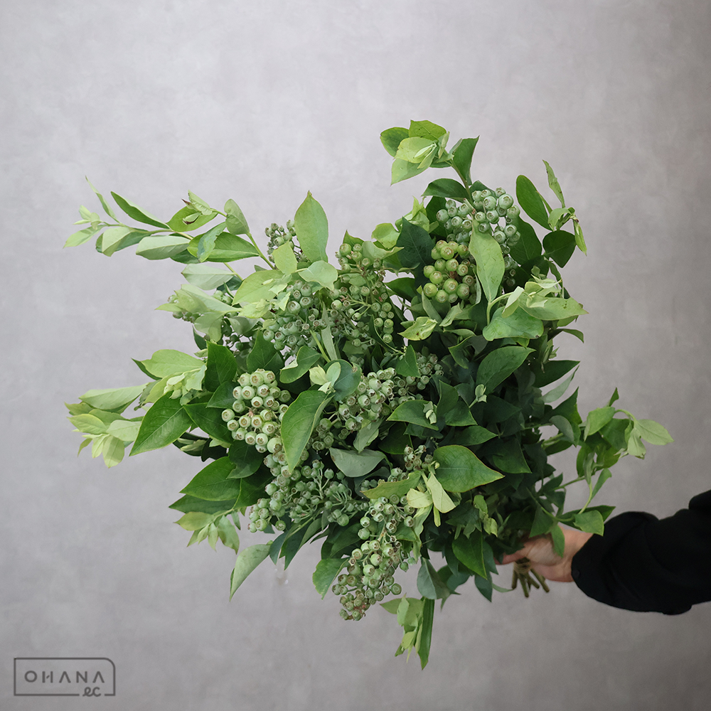 ブルーベリー　80cm ※5本束 ■発送時は75cm以下にカット