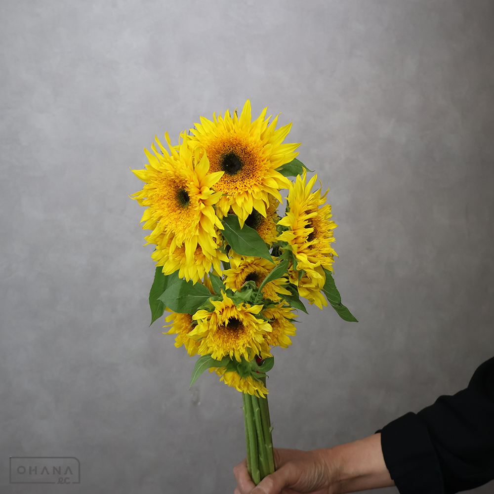 ヒマワリ  パナッシェ　80cm ■発送時は75cm以下にカット