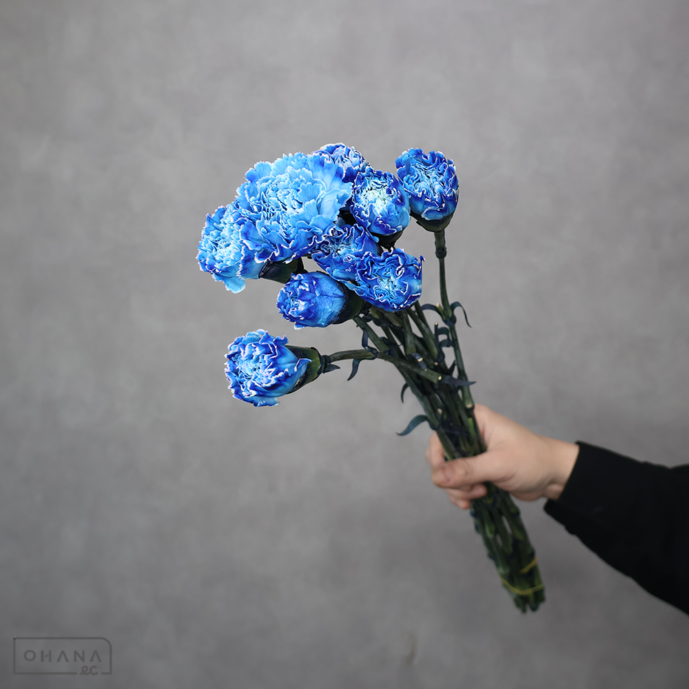 カーネ　染　ブルー　 60cm