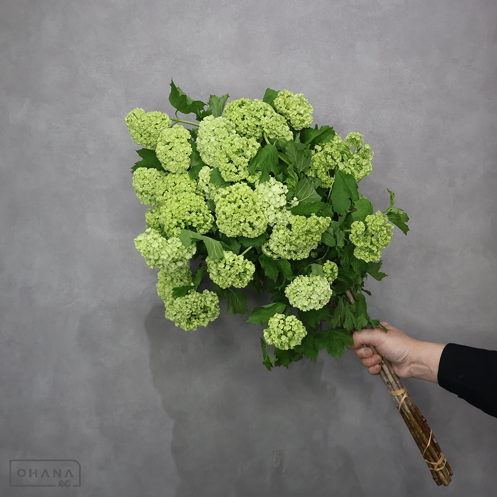 ビバーナム  スノーボール　秀 70cm 4輪