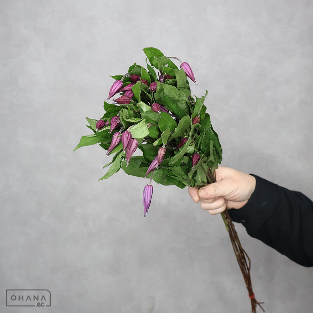 クレマチス　ブルーピルエット 60cm