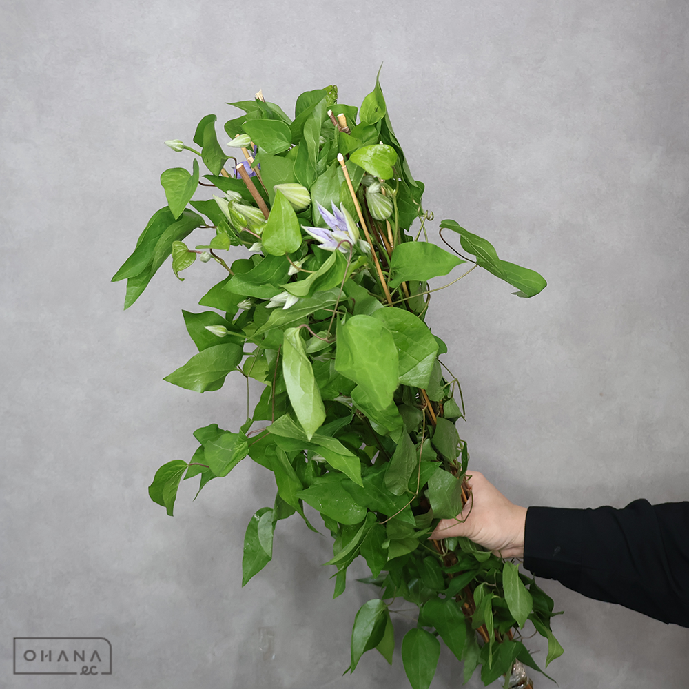 クレマチス　朝霧 65cm