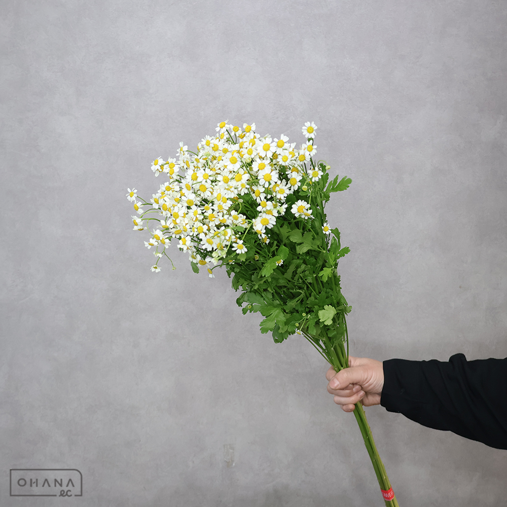 マトリカリア　シングルベグモ 70cm