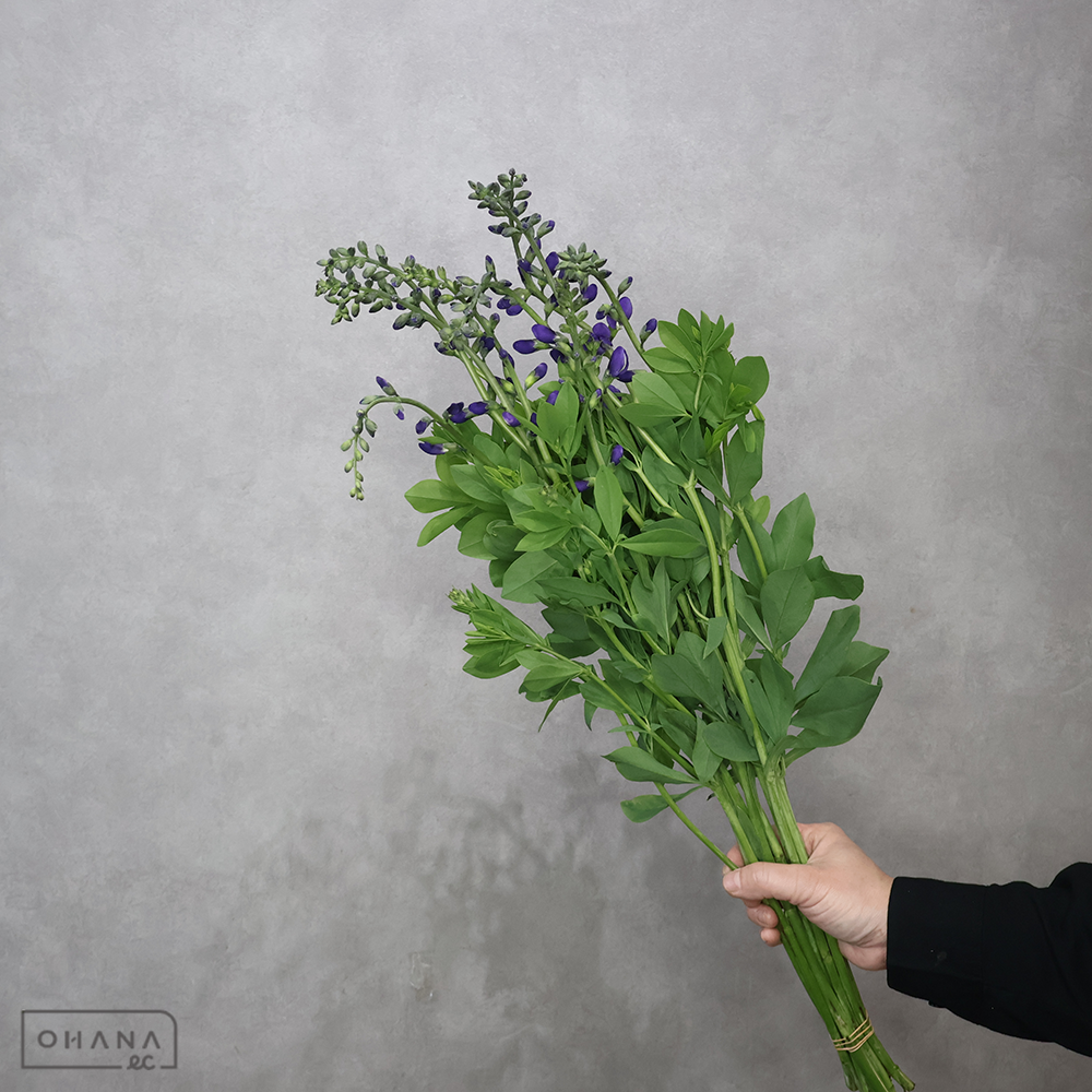 センダイハギ　60-50cm