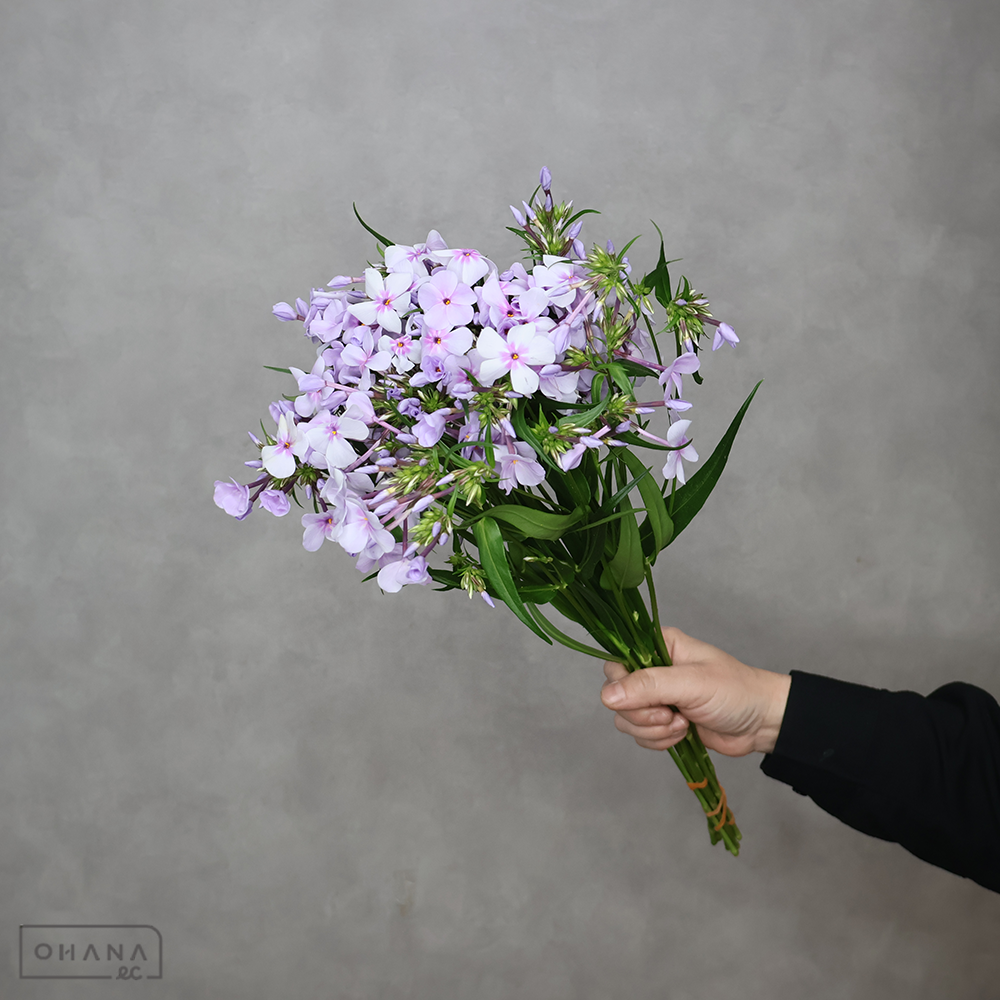 フロックス  オープニングアクト  45-40cm