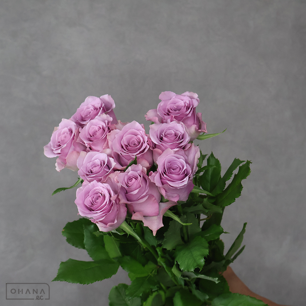 バラ紫　ナイチンゲール　 45cm