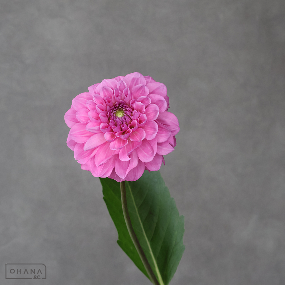 ダリアピンク　エタニティシャイン　 60cm
