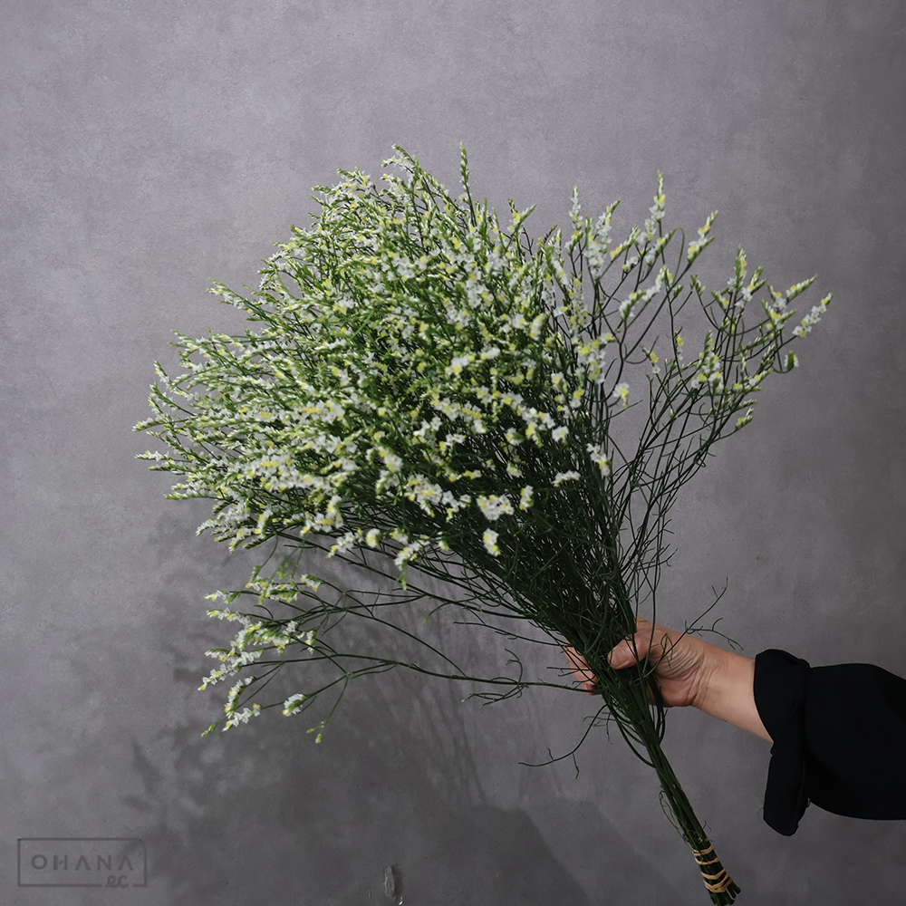 ＨＢスターチス白　マルチーズ　 70cm