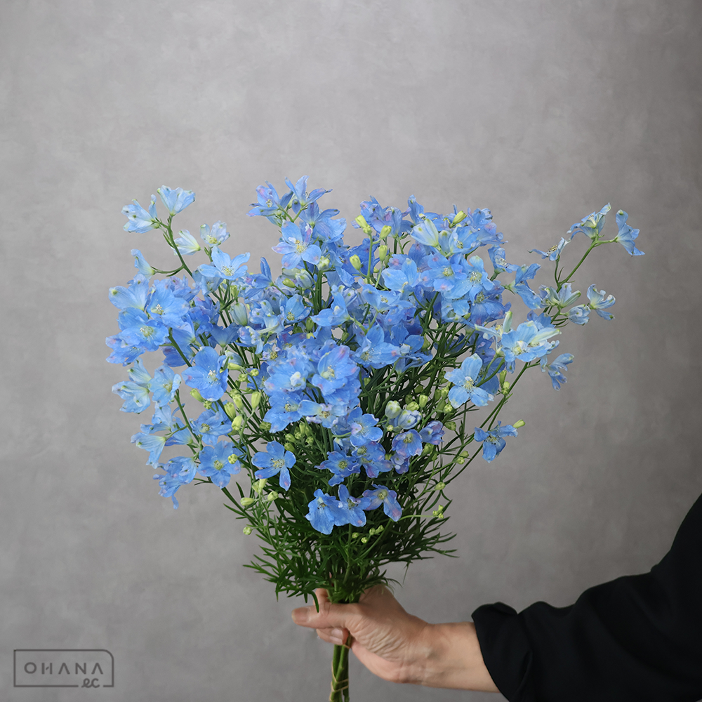 デルフィシネンシス青　スーパープラチナブルー　秀 50cm