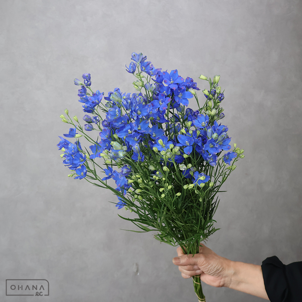 デルフィシネンシス青　スーパーグランブルー　秀 50cm