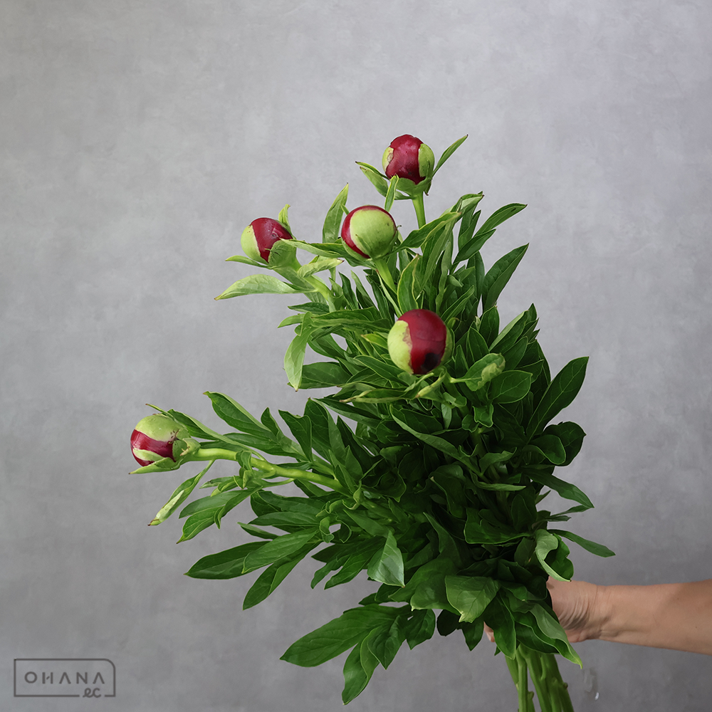 シャクヤク赤　レッドチャーム ※5本束　特 80cm ■発送時は75cm以下にカット