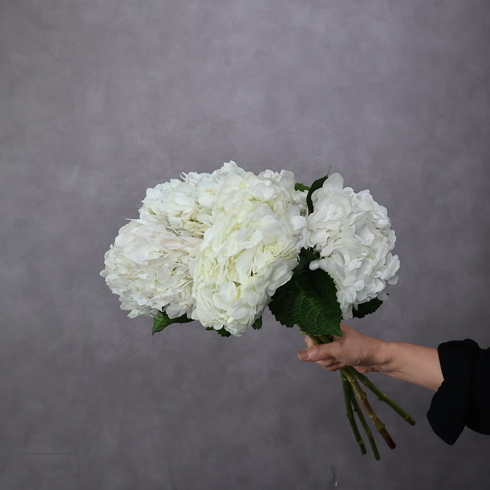 アジサイ　ホワイト 60cm 花径16-17cm ※5本束※一部シミあり