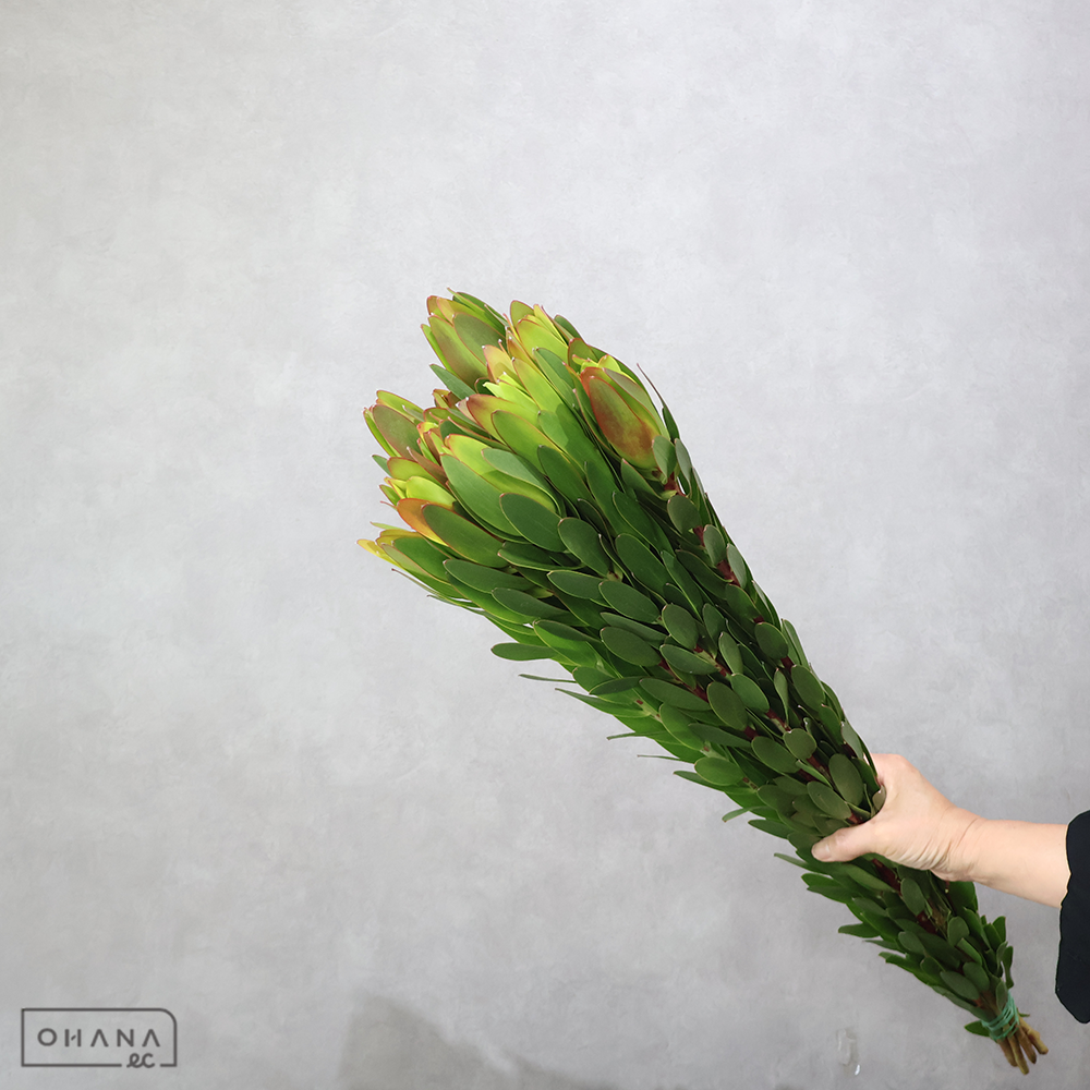 リューカ　コアラブラッシュ  90cm　 ■発送時は90cm以下にカット（横箱配送）