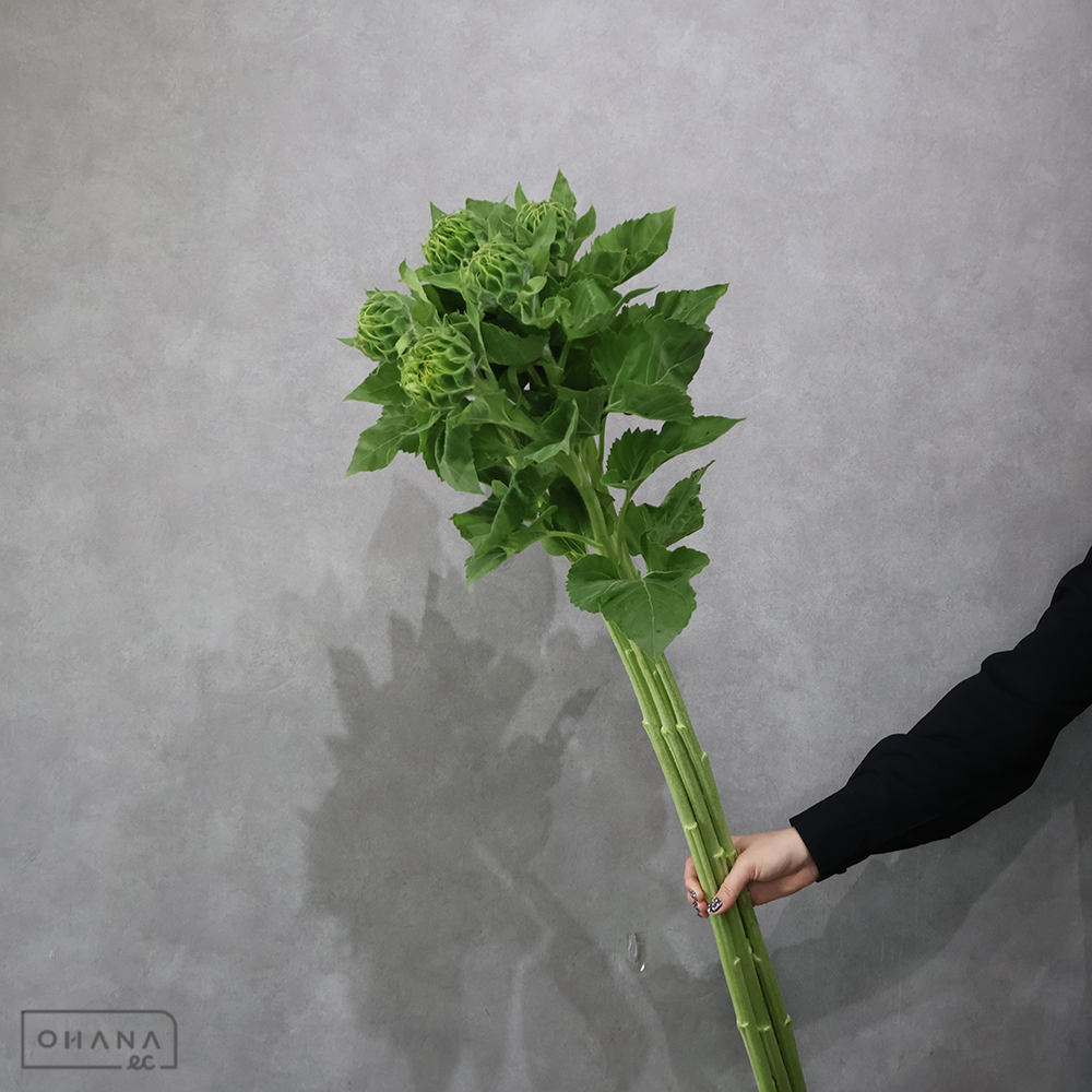 ヒマワリ　グリーンファイヤー　 120cm■発送時は75cm以下にカット  ※5本束