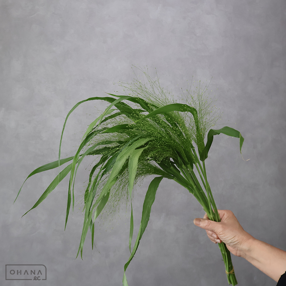 スモークグラス　　　秀 60cm