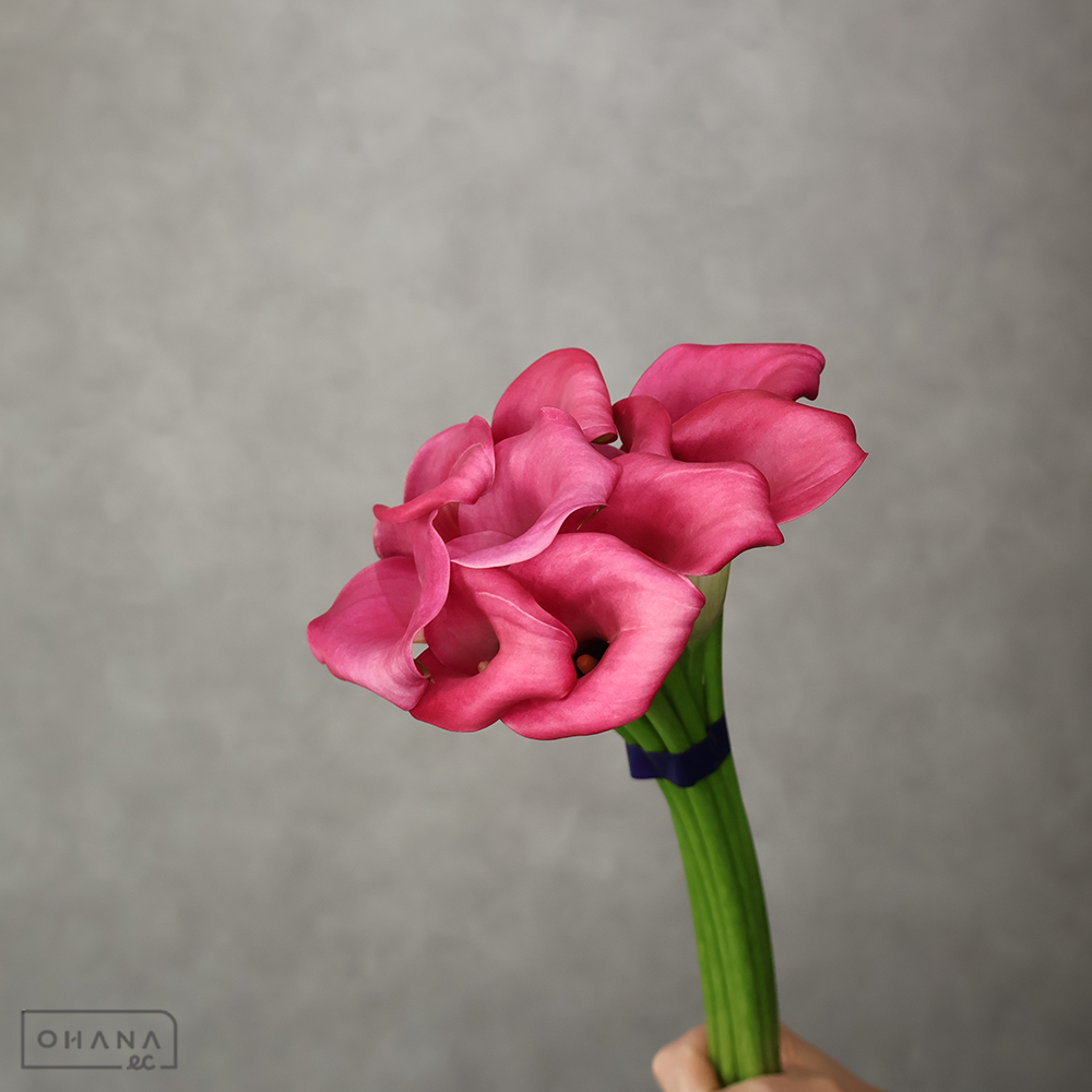 カラー　ザズー　秀 45cm