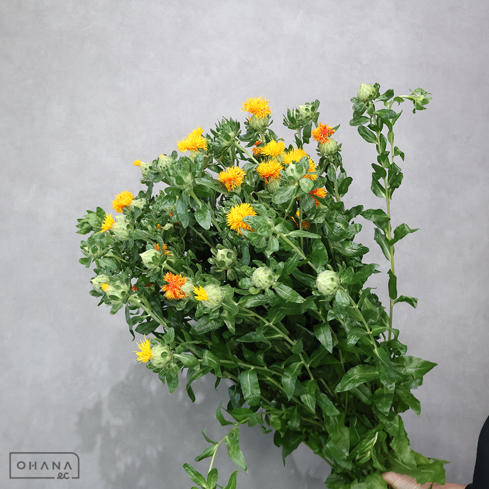紅花　2L ■発送時は75cm以下にカット