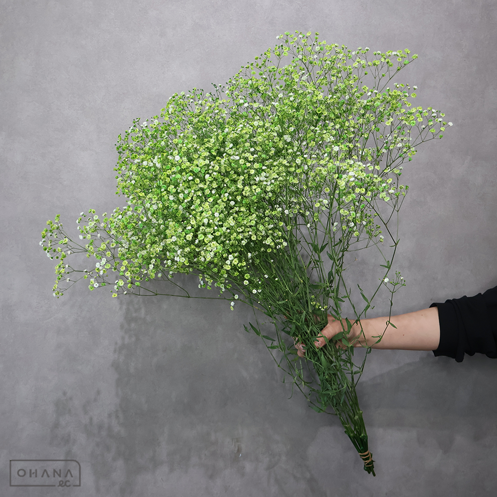 カスミソウ染め　グリーン　優 80cm ■発送時は75cm以下にカット