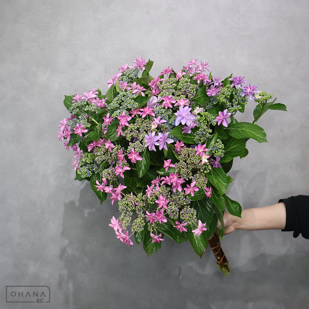 アジサイ　ピンク ※色個体差あり　約60cm