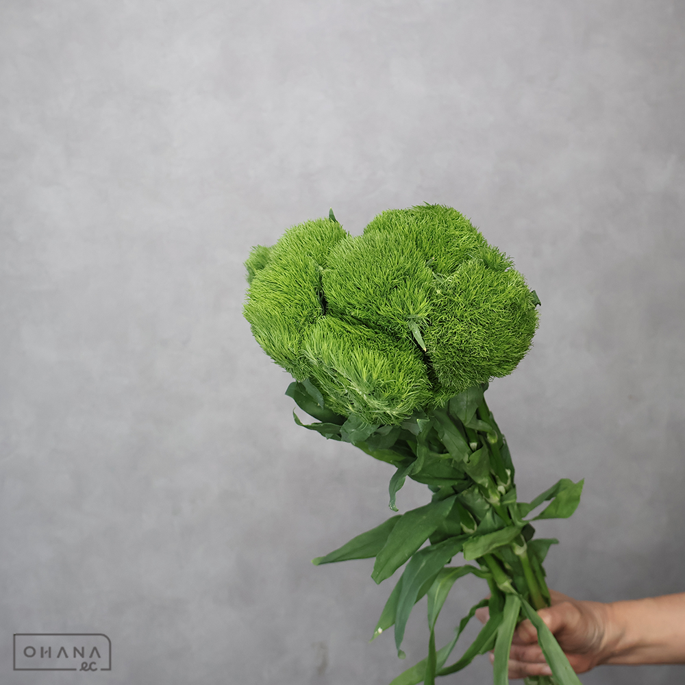 ダイアンサス　グリーンボール　 55cm※7本束