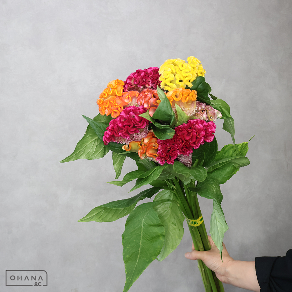 ケイトウ　アスカセレクトMIX ① 　 80cm ■発送時は75cm以下にカット