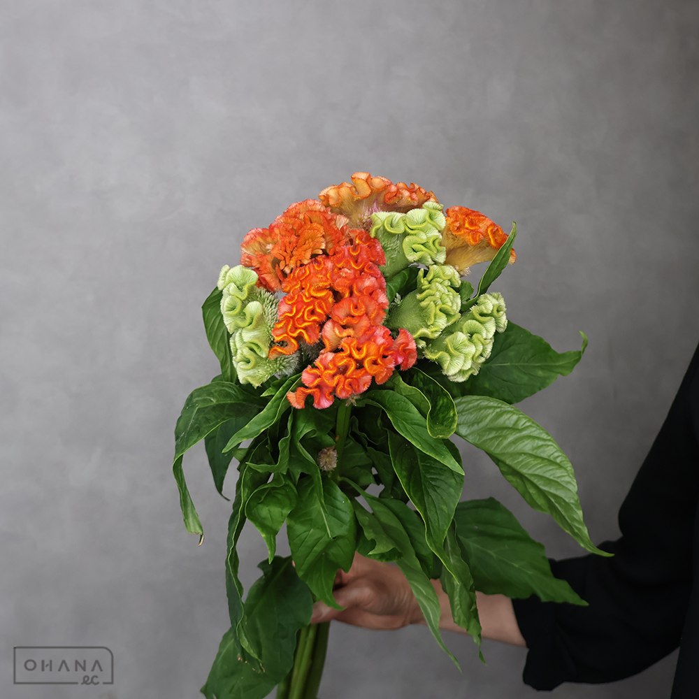 ケイトウ　アスカセレクトMIX ②　 80cm  ■発送時は75cm以下にカット