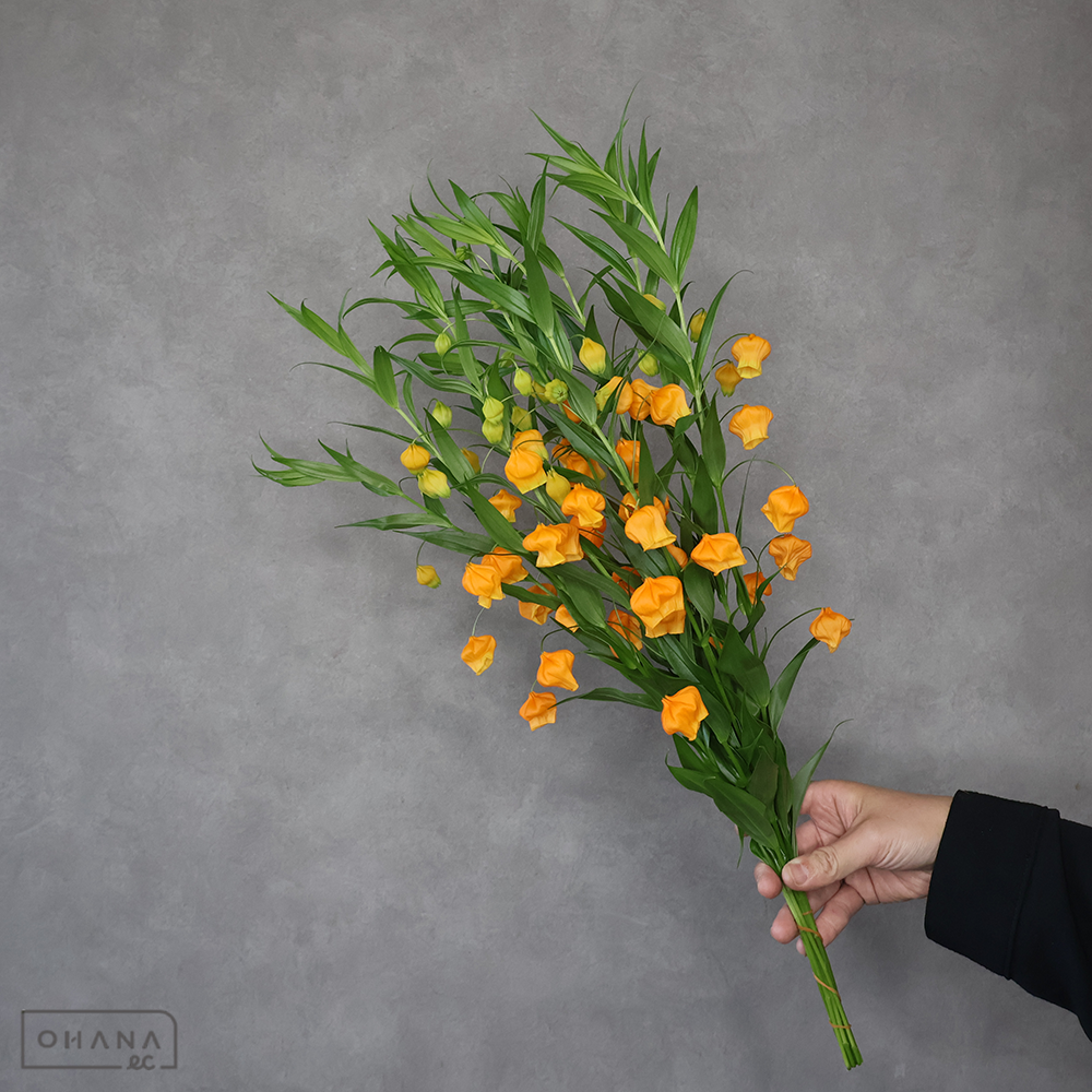 サンダーソニア 50cm