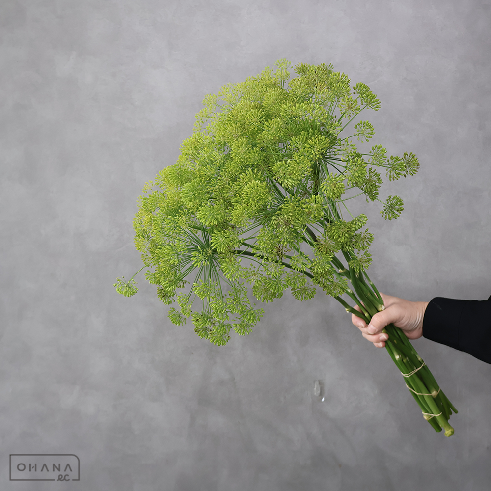 ディルシード 70cm 秀