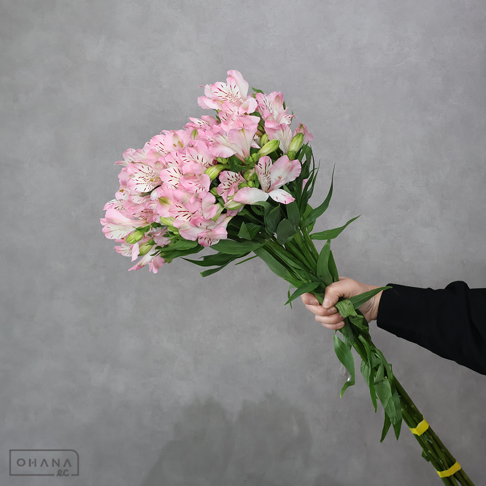 アルストロメリアピンク　ワンダースィート　秀 80cm ■発送時は75cm以下にカット