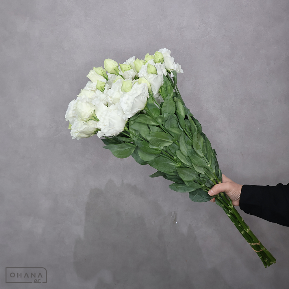 トルコキキョウ白　レイナホワイト　秀 70cm 3輪
