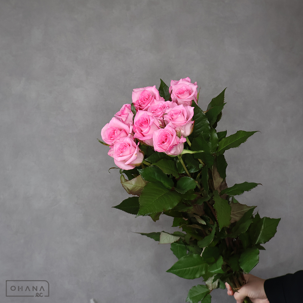 バラピンク　メルティーガール　 65cm