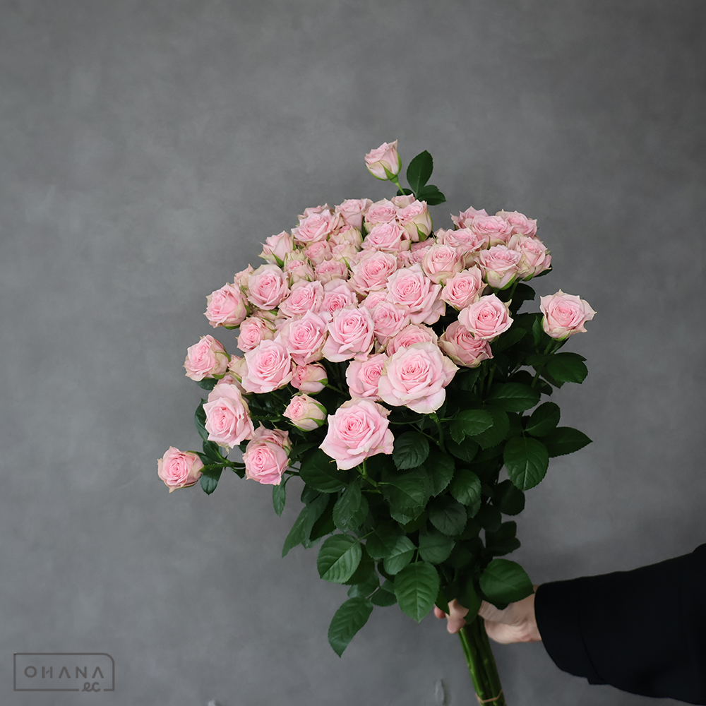 ＳＰバラピンク　ストロベリーワルツ　 70cm