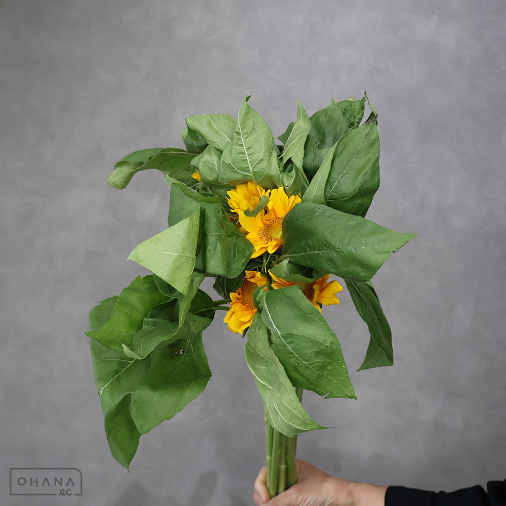 ヒマワリオレンジ　サンリッチＵＰ　フレッシュオレンジ　秀大 80cm  ■発送時は75cm以下にカット