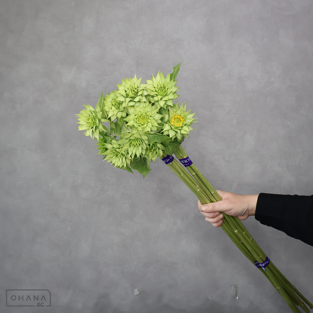 ヒマワリ　グリーンヒル　秀L 花9-11cm