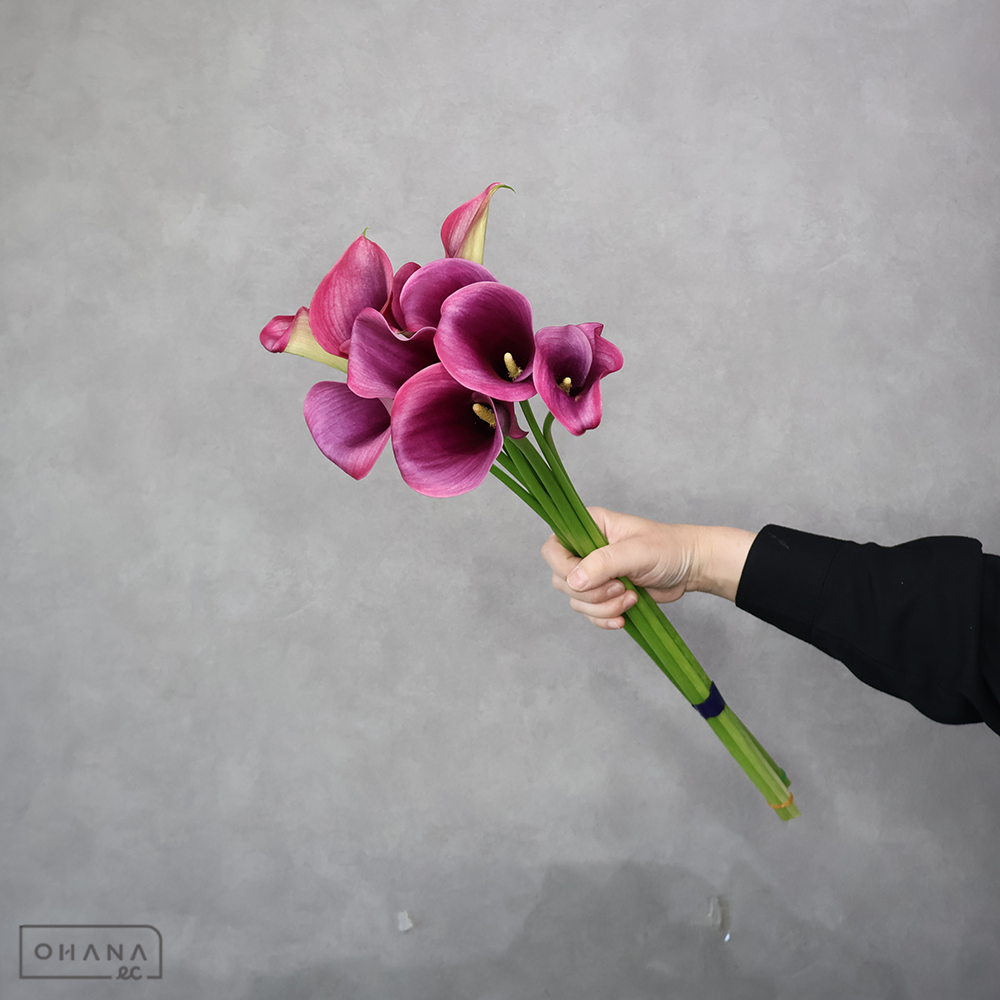 カラー紫　キャプテンプロミス　秀 50cm