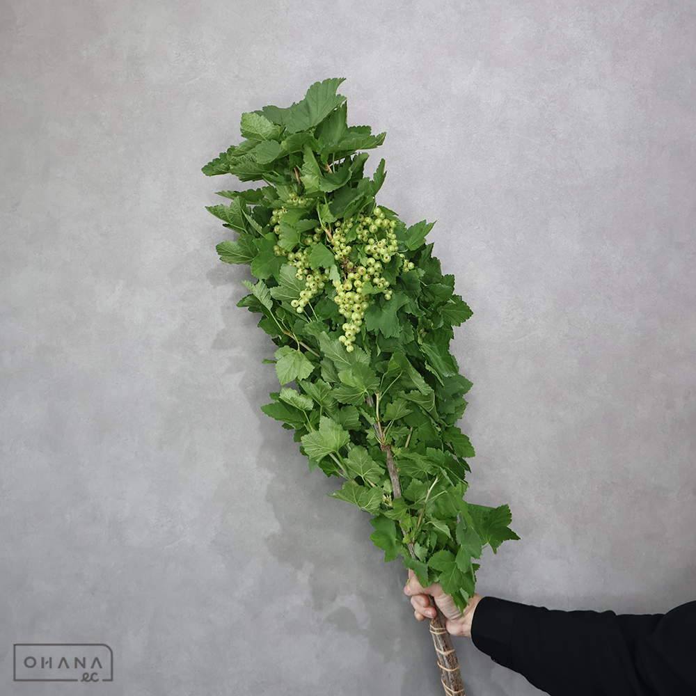 房すぐり ※5本束  秀 80cm ■発送時は75cm以下にカット