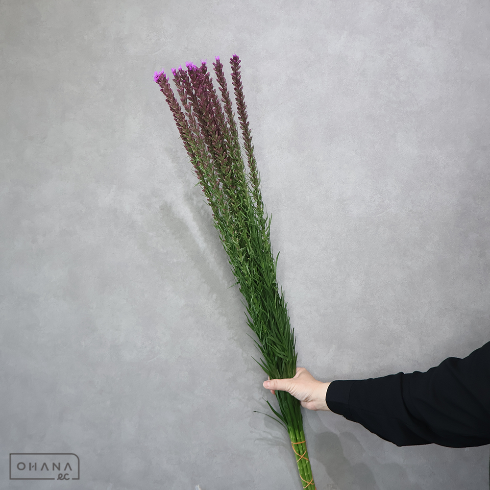 リヤトリス　　　秀 90cm ■発送時は75cm以下にカット