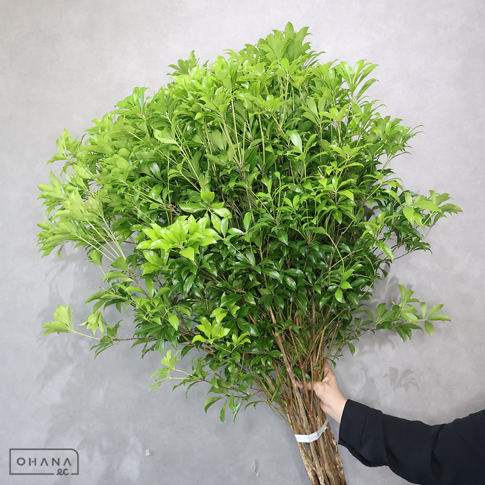 アセビ　 130cm  ■発送時は90cm以下にカット（横箱配送）