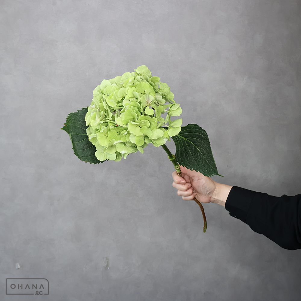 アジサイ　ベラナ アンティークグリーン ※6本束　 50cm2A