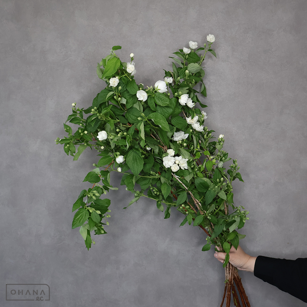 梅花ウツギ 八重 ※7本束　 90cm ■発送時は75cm以下にカット