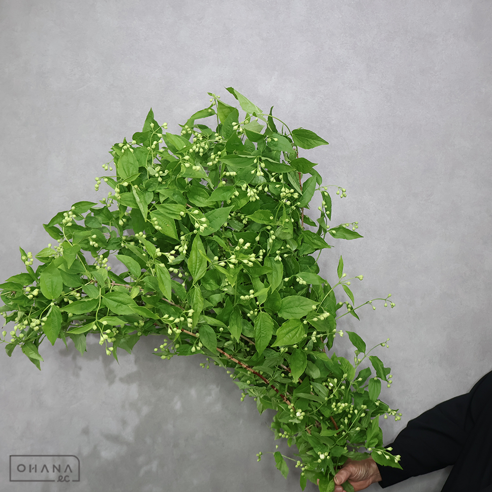 梅花ウツギ　 90cm ■発送時は75cm以下にカット