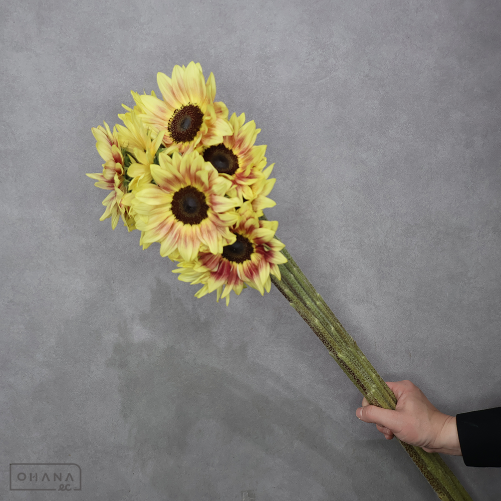 ヒマワリ　サンリッチライチＬＤ　秀 70cm 花10cm