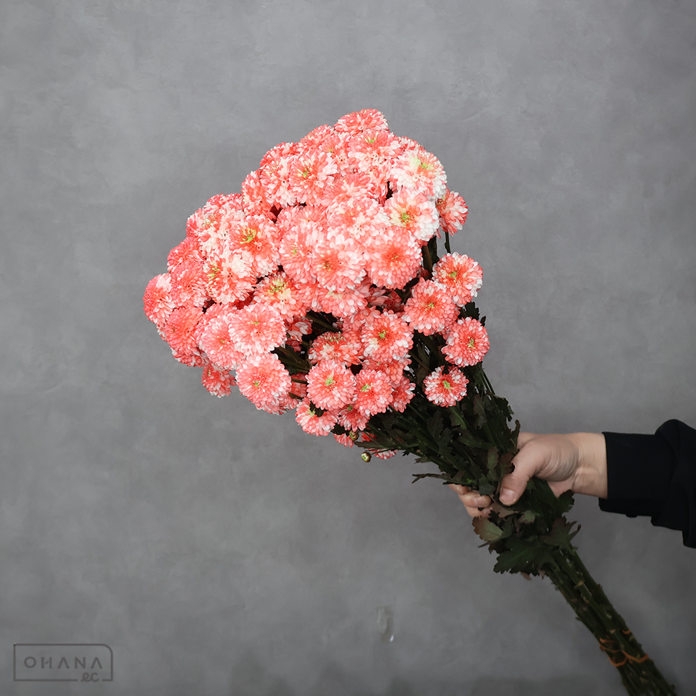 ＳＰ菊　ニコットマム　染め　④　秀2L